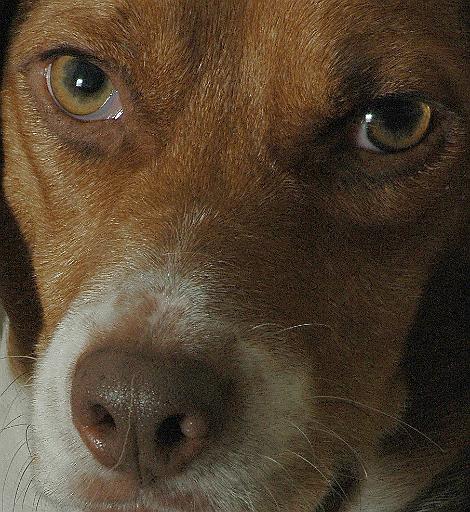 beagle close.jpg